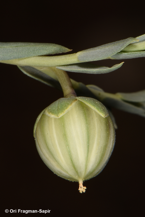 Linum peyronii  Geotagged,Jordan,Linum peyronii,Spring