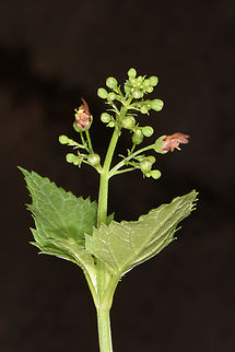 Scrophularia macrophylla