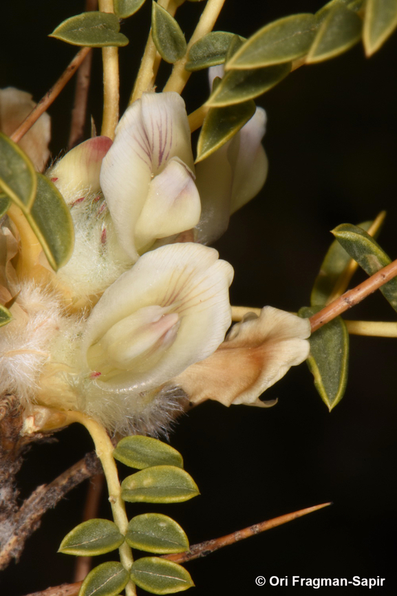 Astragalus gummifer S Mt Hermon, lower ski lift station, 1650 m. Astragalus gummifer,Geotagged,Summer