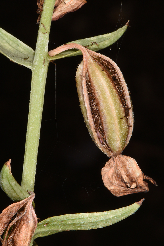 Epipactis veratrifolia  Epipactis veratrifolia