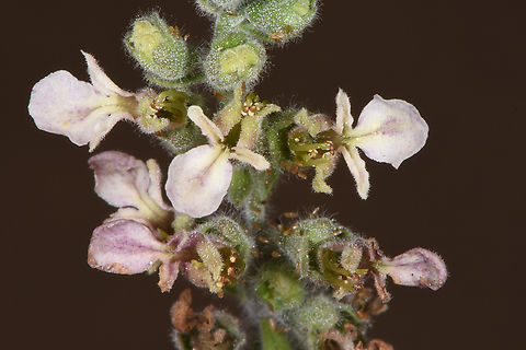 Teucrium montbretii  Teucrium montbretii