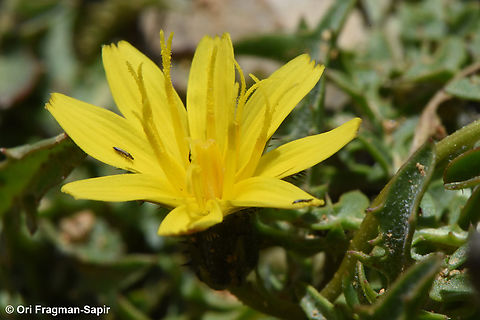 Crepis robertioides Mt Hermon, 2150 m. Crepis robertioides,Geotagged,Summer