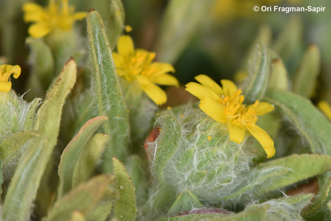 Pulicaria auranitica Mt Hermon, Yif'at Ridge, 1700 m. Geotagged,Pulicaria auranitica,Summer