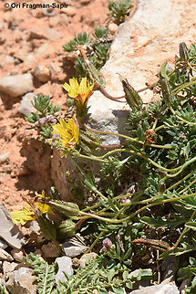 Crepis robertioides Mt Hermon, 2150 m. Crepis robertioides,Geotagged,Summer