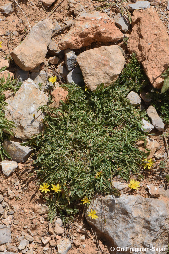 Crepis robertioides Mt Hermon, 2150 m. Crepis robertioides,Geotagged,Summer