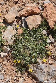 Crepis robertioides Mt Hermon, 2150 m. Crepis robertioides,Geotagged,Summer