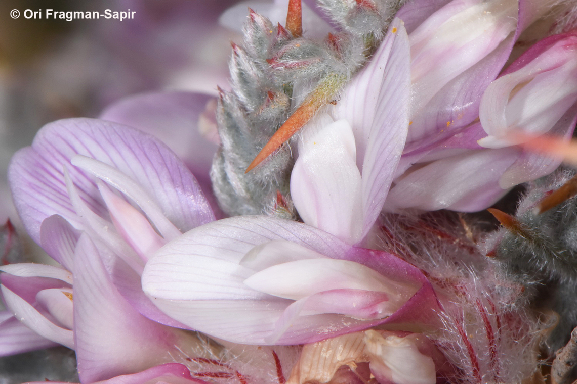 Astragalus cruentiflorus Mt Hermon, 2000 m. Astragalus cruentiflorus,Geotagged,Summer