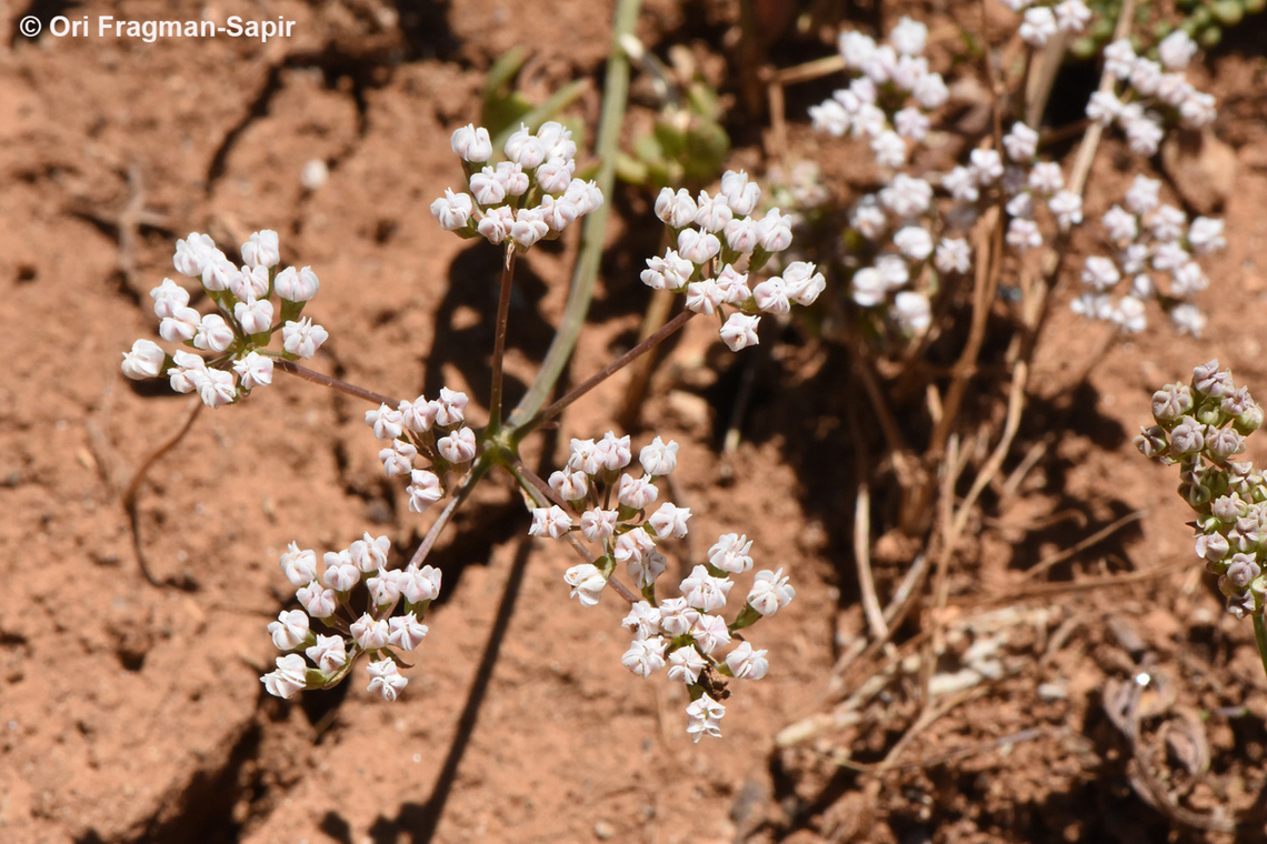Bunium pestalozzae Mt Hermon, Bol&#039;an Valley, 1950 m. Bunium pestalozzae,Geotagged,Summer