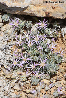 Siebera nana Mt Hermon, 2150 m. Geotagged,Siebera nana,Summer