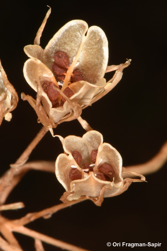 Gagea micrantha Mt Hermon, Bol'an Valley, 1950 m. Gagea micrantha,Geotagged,Summer
