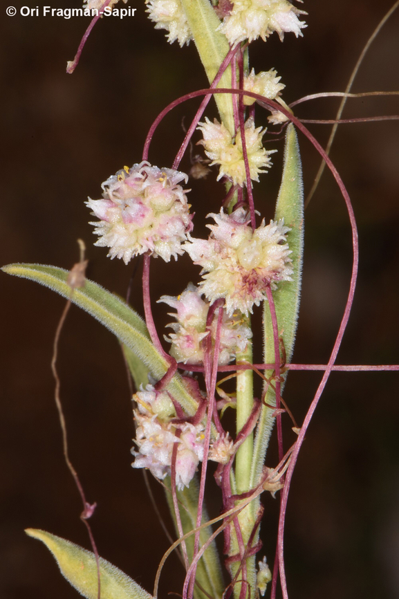 Cuscuta kotschyana Mt Hermon, 2000 m. Cuscuta kotschyana,Geotagged,Summer