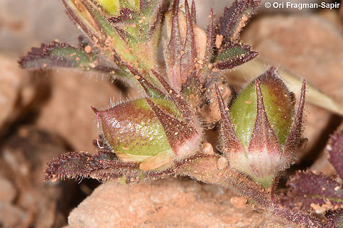 Ononis pusilla Mt Hermon, 2000 m. Geotagged,Ononis pusilla,Summer