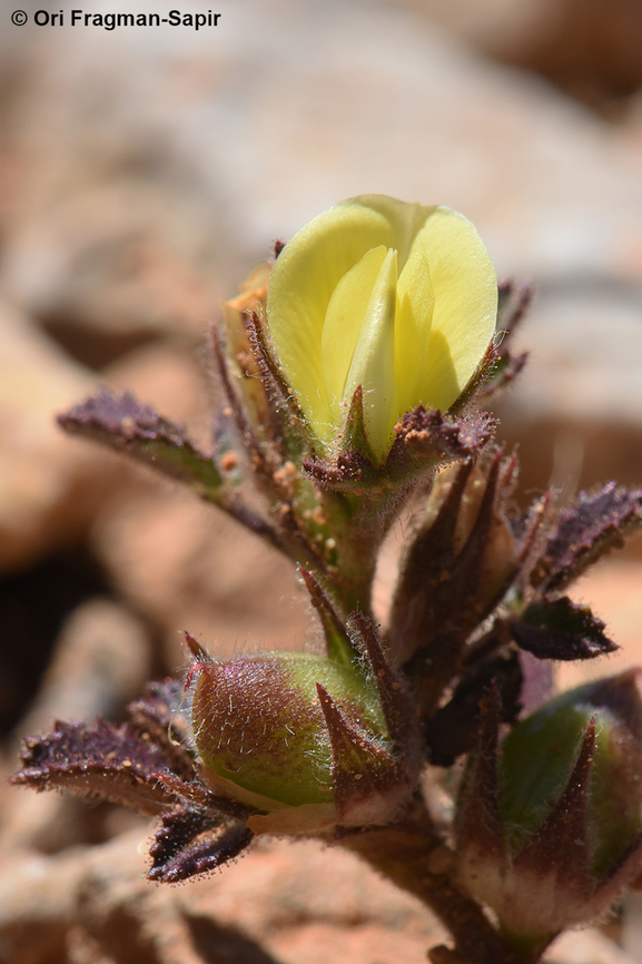 Ononis pusilla Mt Hermon, 2000 m. Geotagged,Ononis pusilla,Summer