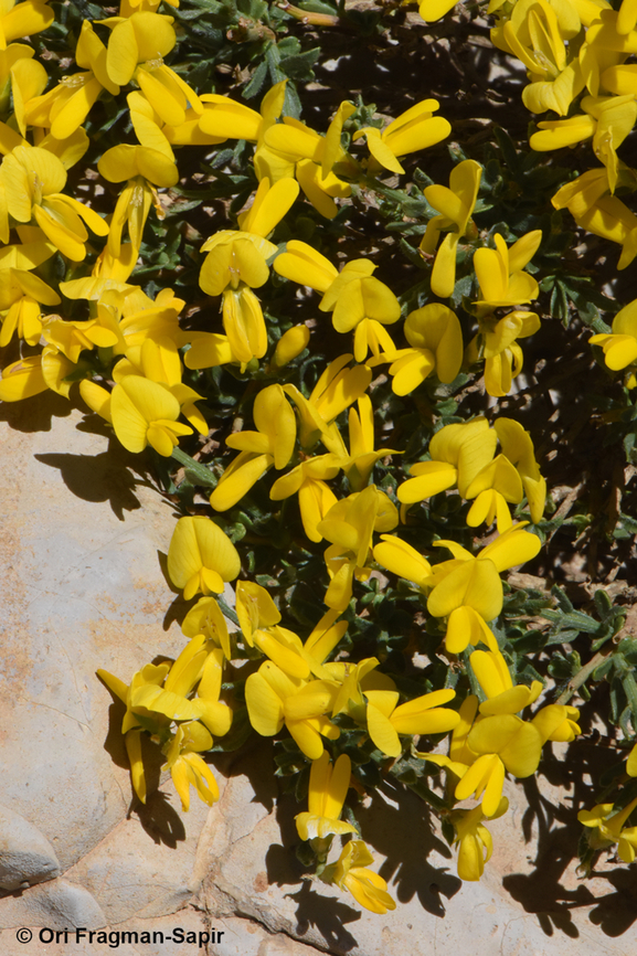 Genista libanotica Mt Hermon, Bol'an Valley, 1950 m. Genista libanotica,Geotagged,Summer