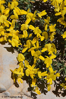 Genista libanotica Mt Hermon, Bol'an Valley, 1950 m. Genista libanotica,Geotagged,Summer