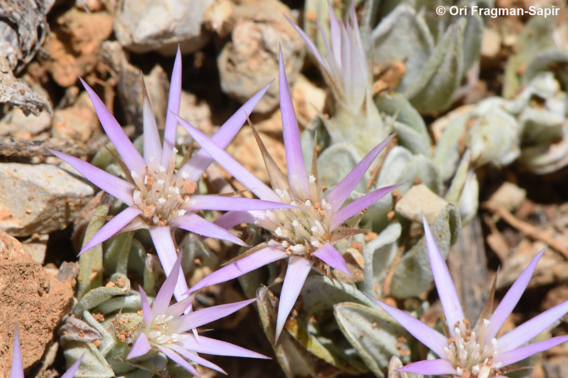 Siebera nana Mt Hermon, 2150 m. Geotagged,Siebera nana,Summer