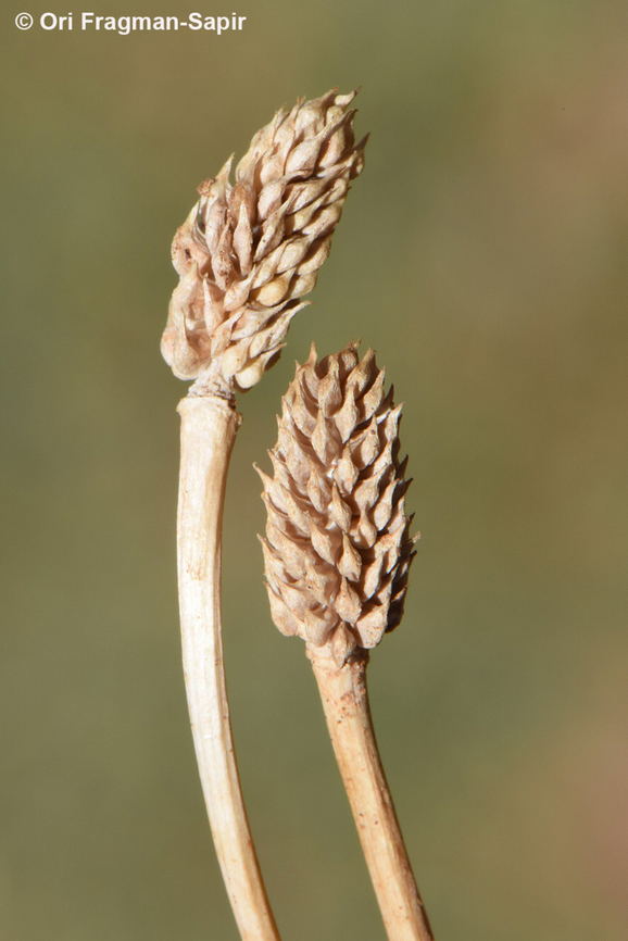 Ranunculus myosuroides Mt Hermon, Bol&#039;an Valley, 1950 m. Geotagged,Ranunculus myosuroides,Summer