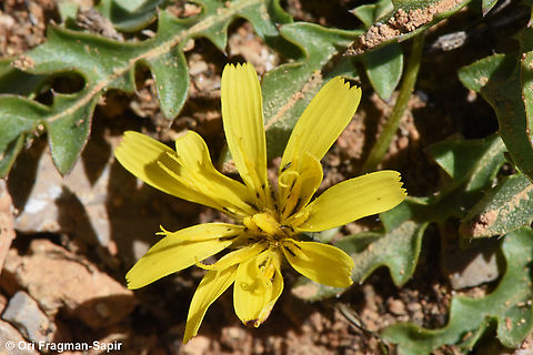 Crepis robertioides Mt Hermon, 2150 m. Crepis robertioides,Geotagged,Summer
