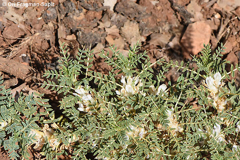 Astragalus gummifer S Mt Hermon, lower ski lift station, 1650 m. Astragalus gummifer,Geotagged,Summer
