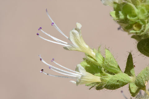Origanum petraeum  Origanum petraeum,Petra oregano
