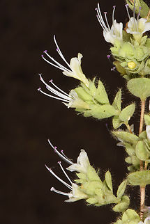 Origanum petraeum  Origanum petraeum,Petra oregano
