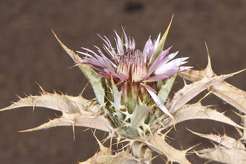 Carlina lanata  Carlina lanata