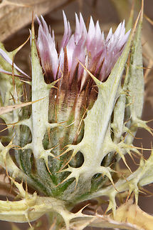 Carlina lanata  Carlina lanata
