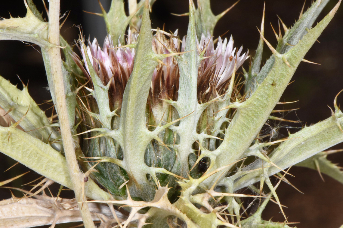 Carlina lanata  Carlina lanata