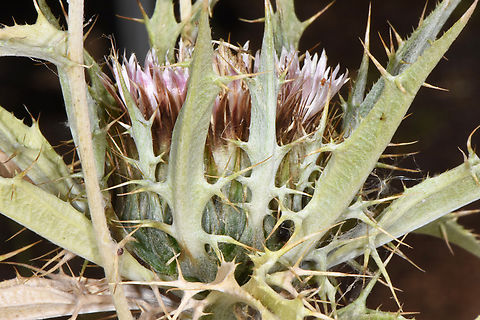 Carlina lanata  Carlina lanata