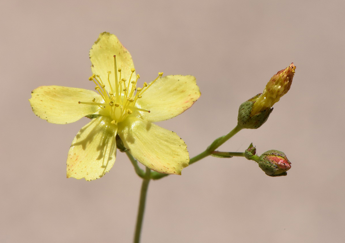 Hypericum sinaicum  Hypericum sinaicum
