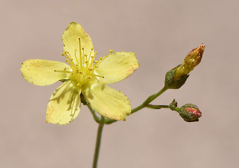 Hypericum sinaicum  Hypericum sinaicum