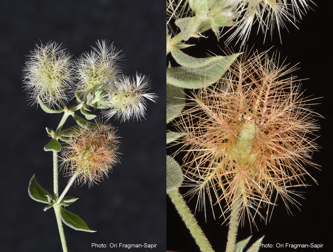 Cometes abyssinica  Cometes abyssinica