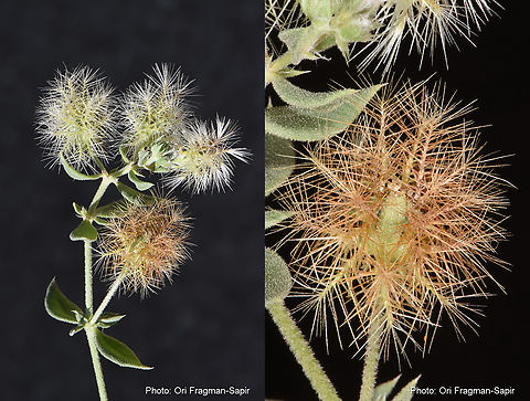Cometes abyssinica  Cometes abyssinica