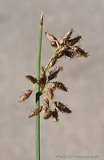 Scirpus litoralis  Scirpus litoralis