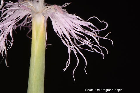 Dianthus sinaicus  Dianthus sinaicus