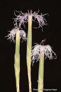 Dianthus sinaicus  Dianthus sinaicus