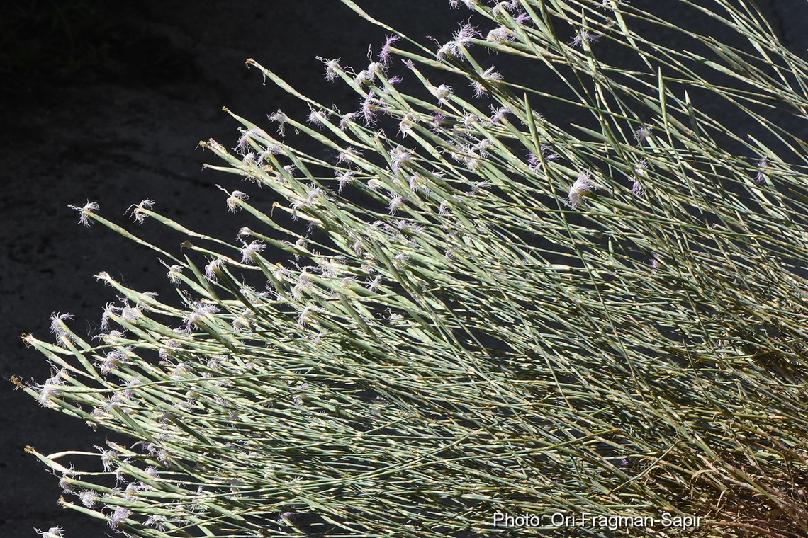 Dianthus sinaicus  Dianthus sinaicus