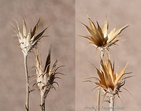 Jurinea staehelinae  Jurinea staehelinae