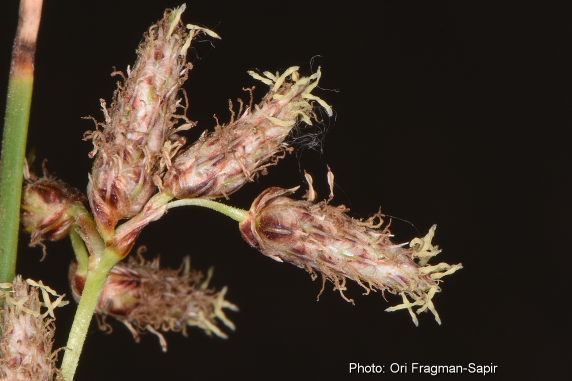 Scirpus litoralis  Scirpus litoralis