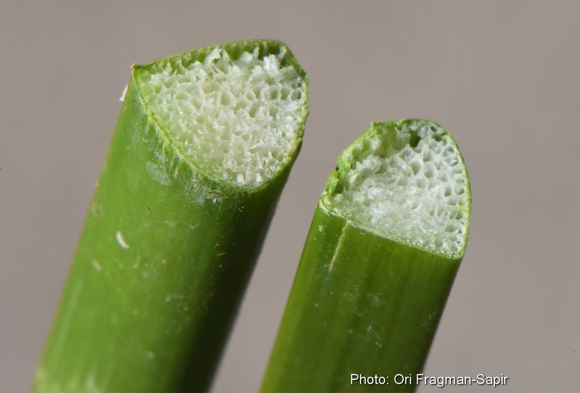 Scirpus litoralis  Scirpus litoralis