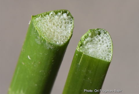 Scirpus litoralis  Scirpus litoralis