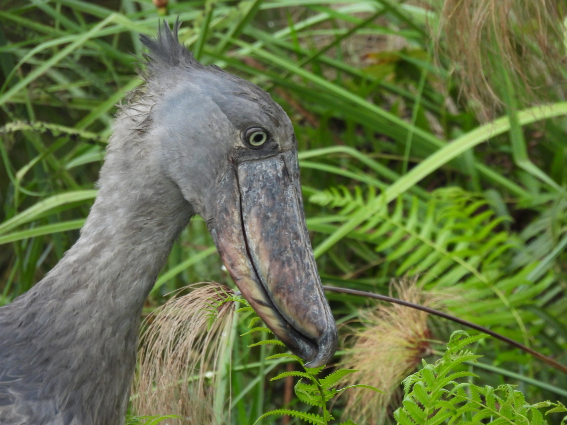 Balaeniceps rex Uganda, Lake Victoria off Entebe Balaeniceps rex,Geotagged,Shoebill,Summer,Uganda