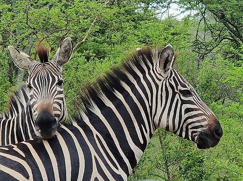 Equus quagga Uganda, Mburo Park Equus quagga,Geotagged,Plains zebra,Uganda,Winter