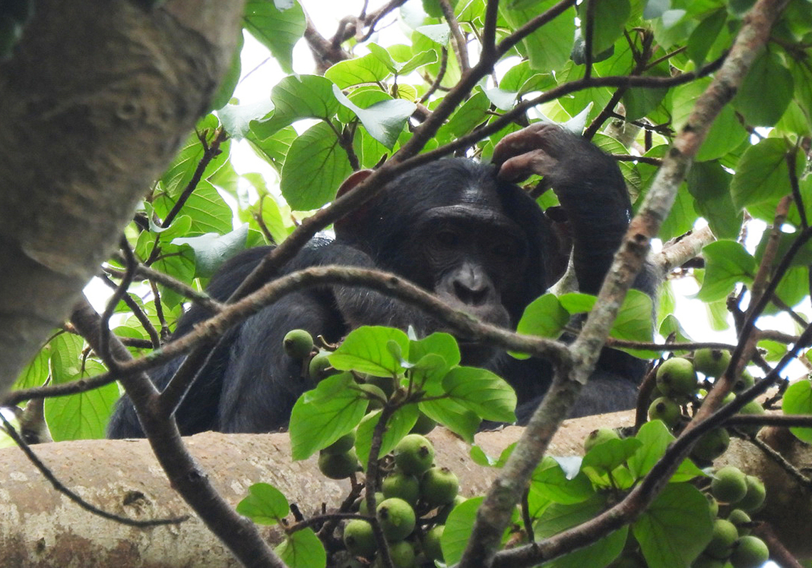 Pan troglodytes Uganda, Kibale area Common chimpanzee,Geotagged,Pan troglodytes,Summer,Uganda