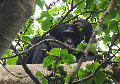Pan troglodytes Uganda, Kibale area Common chimpanzee,Geotagged,Pan troglodytes,Summer,Uganda