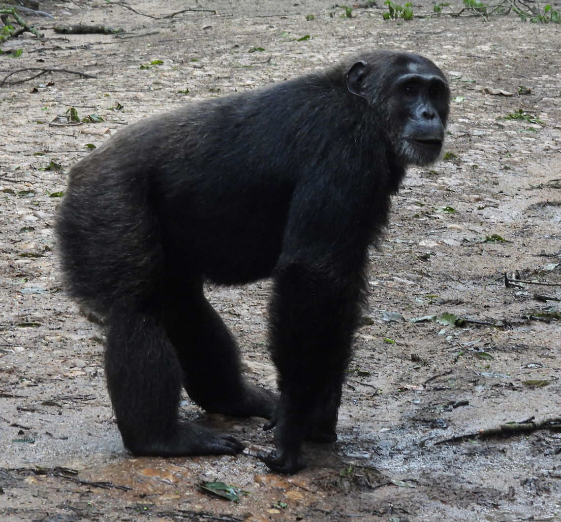 Pan troglodytes Uganda, Kibale area Common chimpanzee,Geotagged,Pan troglodytes,Summer,Uganda