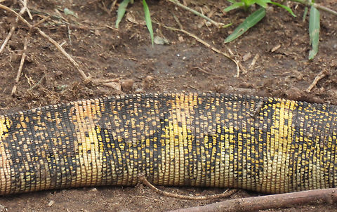 Varanus niloticus Uganda, Kazinga Tunnel Geotagged,Nile monitor,Uganda,Varanus niloticus,Winter