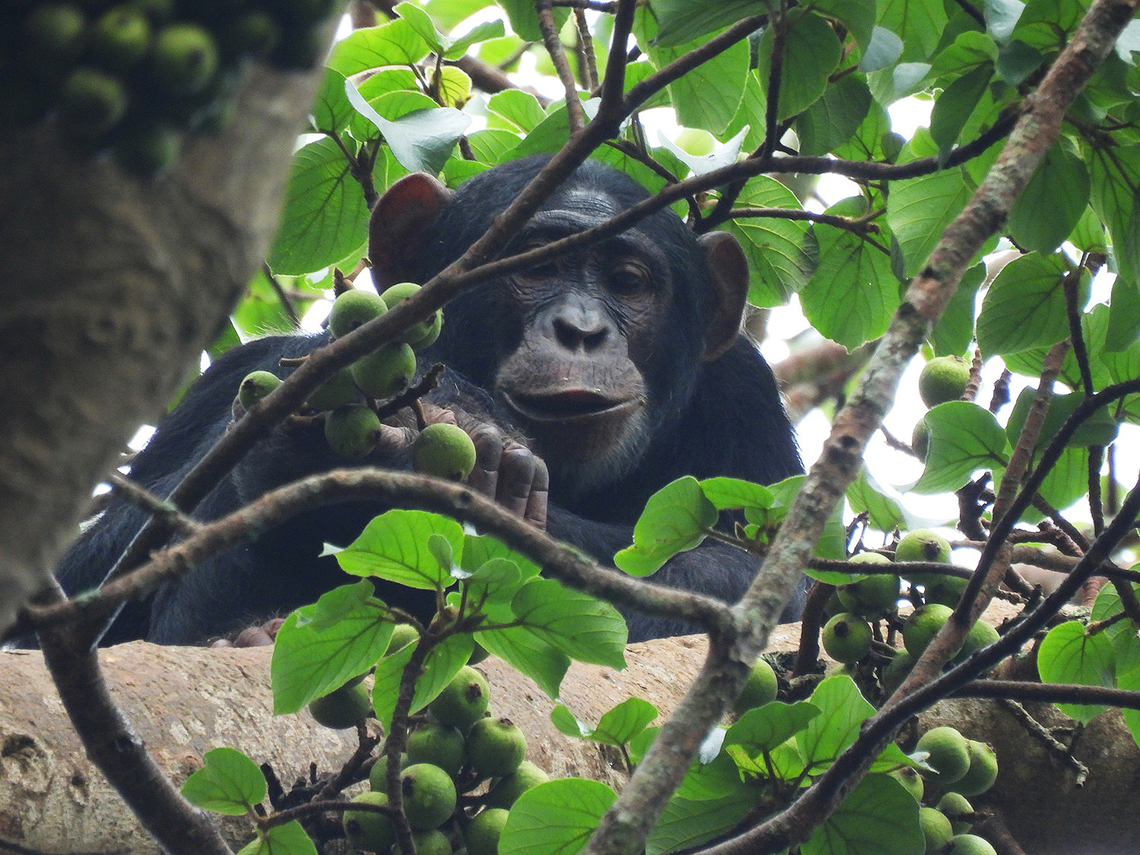 Pan troglodytes Uganda, Kibale area Common chimpanzee,Geotagged,Pan troglodytes,Summer,Uganda