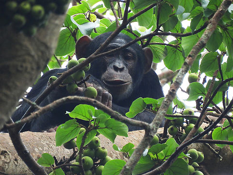 Pan troglodytes Uganda, Kibale area Common chimpanzee,Geotagged,Pan troglodytes,Summer,Uganda