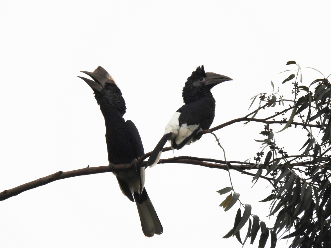 Bycanistes subcylindricus Uganda, Kibale area Black-and-white-casqued hornbill,Bycanistes subcylindricus,Geotagged,Summer,Uganda